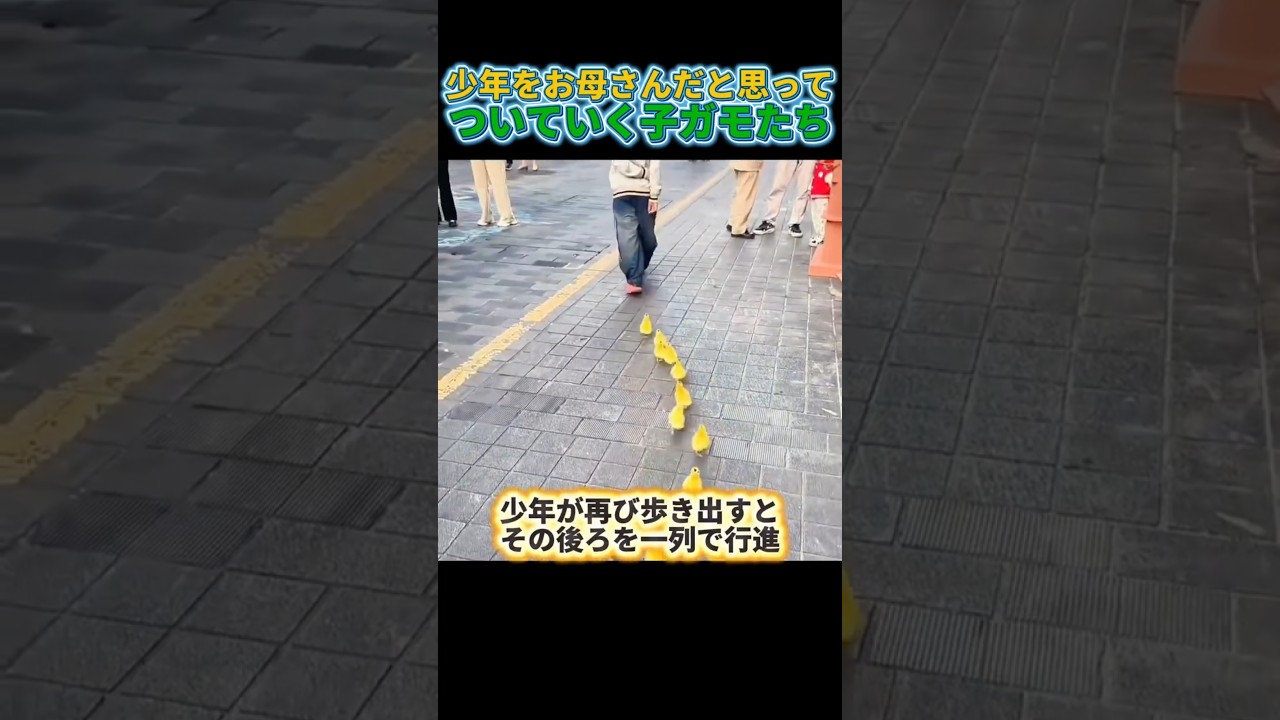 少年が動くと再び始まるアヒルの行進