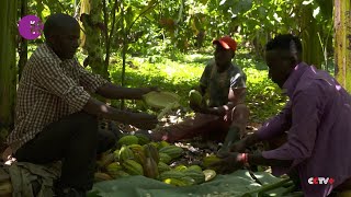 Ugandan cocoa farmers reap big from high prices