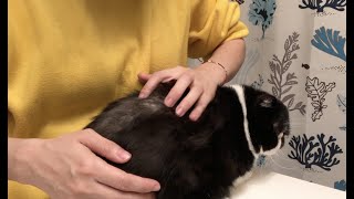 Ringworm treatment for cats | Nori's daily ringworm treatment by AngryRiceball 667 views 3 years ago 3 minutes, 31 seconds