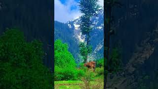 Komrat valley in Pakistan 🇵🇰🇵🇰🇵🇰🇵🇰🌲