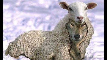 سوره‌تی المنافقون به‌ده‌نگی شیخ ماهر المعيقلي به‌ته‌فسیری کوردی