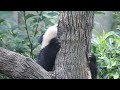 Lele the baby panda running down the hill 🏃‍♂️, posing 🕺 and then climbing the tree 🌳