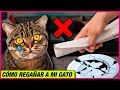 Educando con AMOR ❤😺 Cómo Corregir a tu Gato SIN CASTIGOS