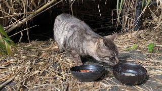 【BGM付き】住処から出て来た野良猫がご飯を食べる　A stray cat coming out of its dwelling and eating food