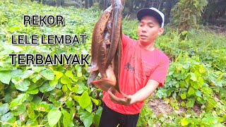 LELE LEMBAT DI MUSIM KEMARAU BERSEMBUNYI DI BAWAH AKAR KACANGAN