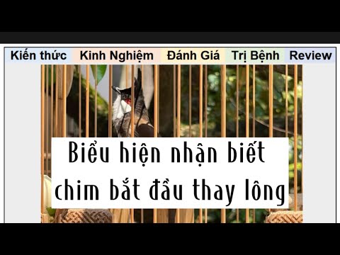 #2023 Dấu hiệu nhận biết chào mào chuẩn bị lông và cách chăm lông của Lập