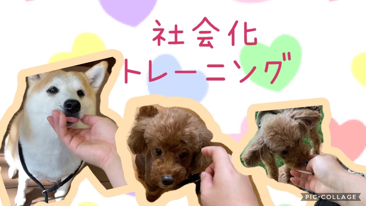 【犬の幼稚園】紫竹山店⭐️水曜日 社会化トレーニング⭐️ YouTube
