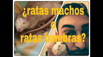 ¿Es mejor tener 2 ratas hembras o 2 machos?