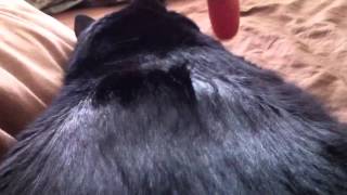 Cats Static Fur