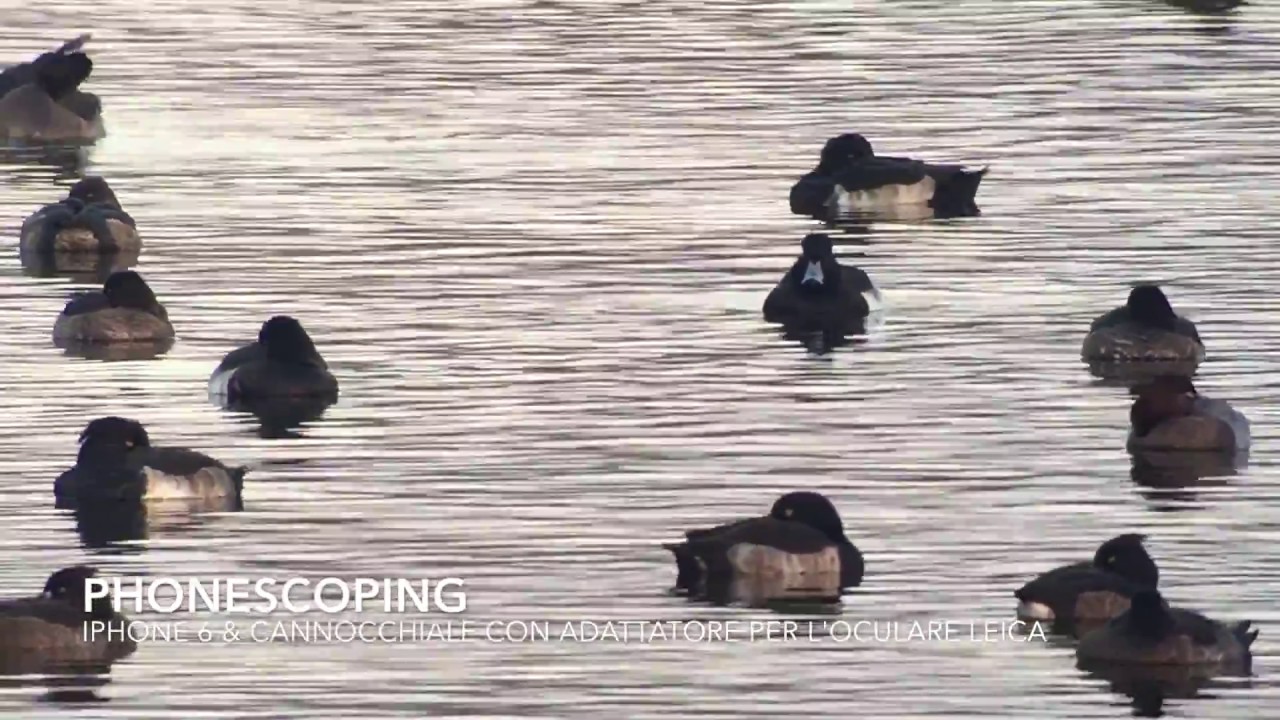 Digiscoping al Frassino - YouTube
