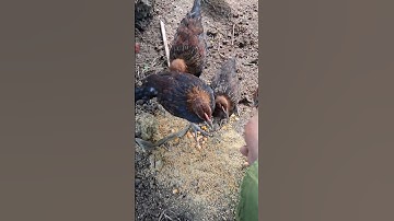 me nyuam lau qaib qus. gà rừng tơ cực đẹp