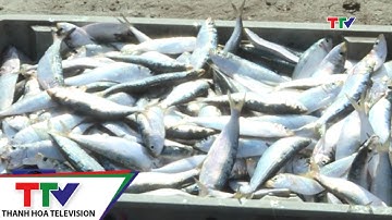 Ngư dân được mùa cá trích