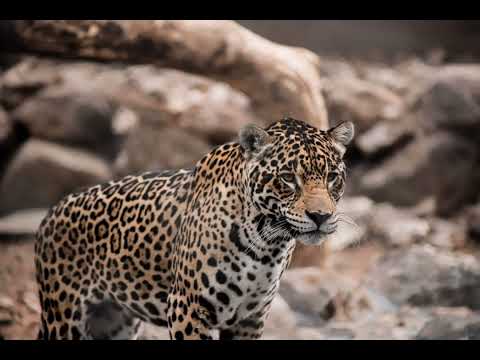 Jaguar Sound / Jaguar Voice / Wild Animal Sounds