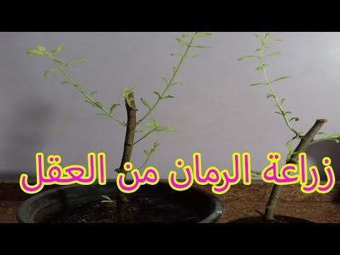 كتب الزراعة