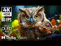 4K HDR 60 FPS  WILD WORLD DOLBY VISION | with Relaxing Music (dynamic colors)
