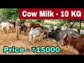 🌹🌹 30 to 40 Desi Cow Available every Time at Panwar Dairy Farm🔥🔥 in Very Resnable Rate