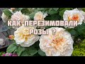 Как перезимовали розы? Нижегородская область.