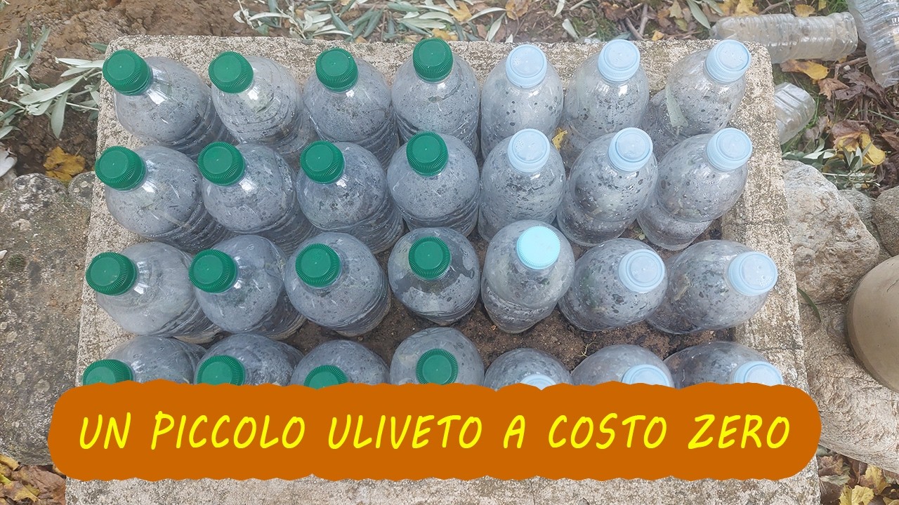 La talea dell'ulivo: nuove piantine di olivo tramite le talee