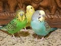 My pet budgies morning songs, Nature parakeet 8 Hr bird songs