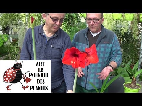Vidéo: Comment faire refleurir une fleur d'amaryllis