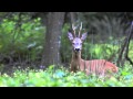 szczekający koziołek - sarna / roe-deer / capreolus capreolus