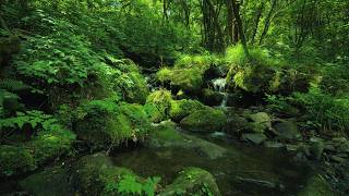 Deep Forest Stream ASMR 🌿 Hidden Mossy Creek  Relaxing Nature Sounds for Sleep No Music