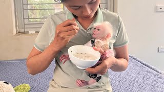 Mother takes care of baby monkey Abi every day