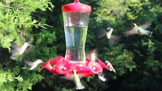 Hummingbird Insanity - My front yard - September 9 2012 Part 1