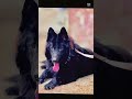 edit of my dog rocket