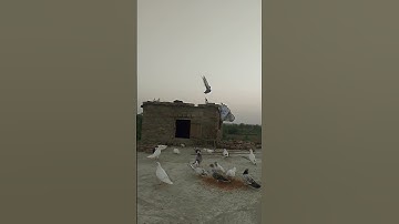 NYA KABUTAR PAKDA 🕊️ #pigeon #kabutar #minivlog #petlover #birds #trending #kabootar #shortsfeed