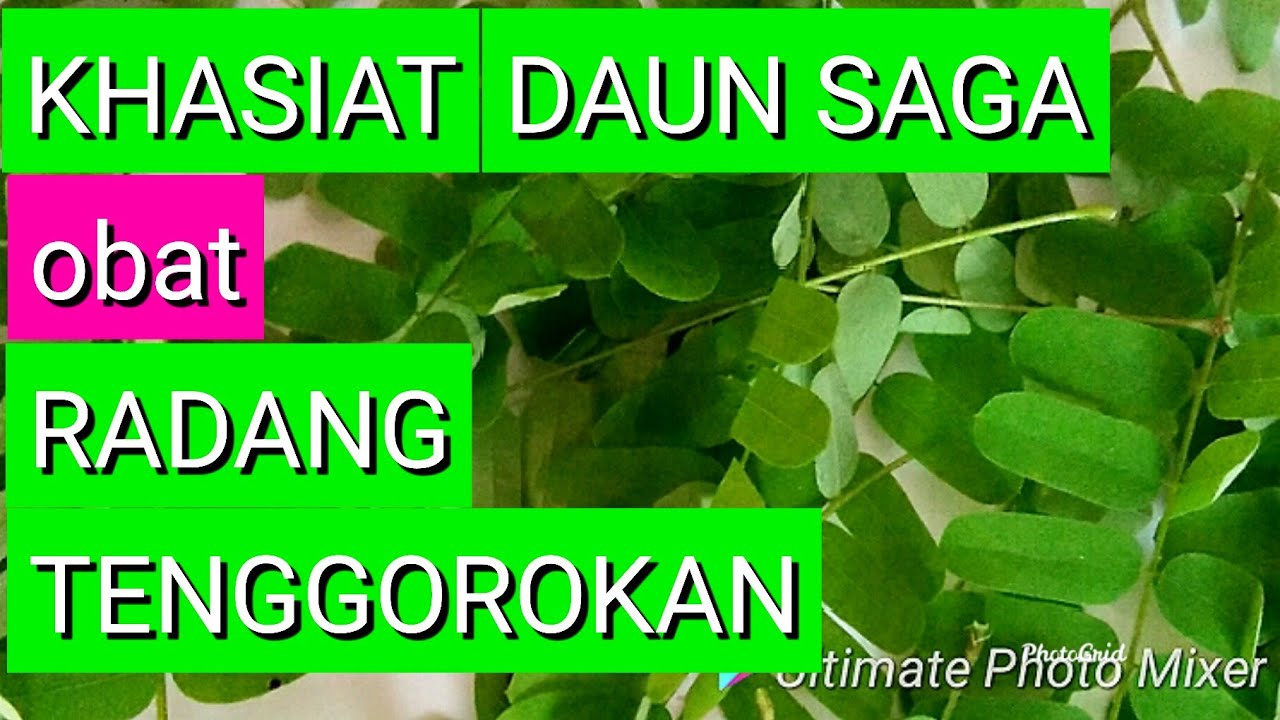 KHASIAT DAUN SAGA, HERBAL SAKIT RADANG TENGGOROKAN 