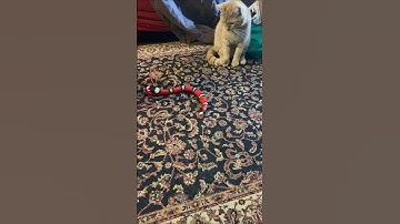 my kittens vs cool robotic cat toys 😎 #shorts