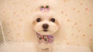 夢想寵物美容 跟著阿貓貓一起看美容 08 DREAM PET SALON