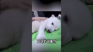 아기 북극곰, 얼음을 처음 봤습니다
