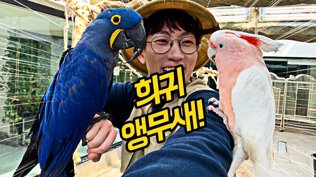 멸종위기1급, 세상에서 가장 큰 앵무새 조련하기! 파란 털, 빨간 왕관~ - YouTube