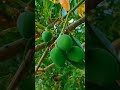 Mango 🥭