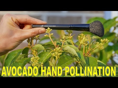 Video: Min avokado blommar inte: Vad ska jag göra när avokadoträdet inte blommar