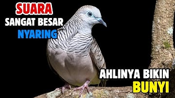 Perkutut Lokal Gacor RAJA PIKAT Ahlinya Bikin Semua Burung Perkutut Nyaut
