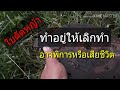 ใบตัดหญ้าที่อันตราย ເຄື່ອງຕັດຫຍ້າອັນຕະລາຍ