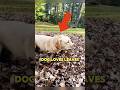 Dog friend loves leaves