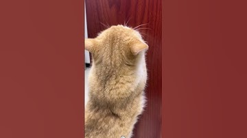 The Best Catnip Toys for Endless Feline Fun!