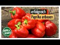 Paprika erfolgreich anbauen | Gemüseanbau im Garten