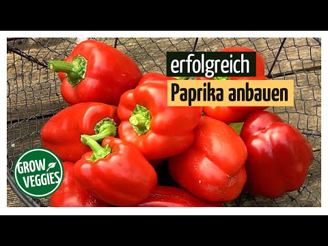 Paprika erfolgreich anbauen | Gemüseanbau im Garten