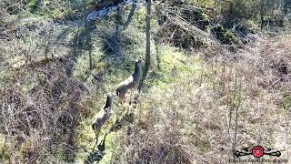 Tacking Small Buck In Thick Brush With Drones