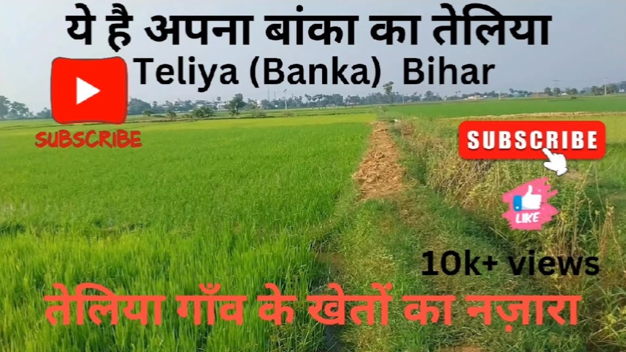 तेलिया बांका  (बिहार) के खेतों का नजारा ||  Teliya Banka (Bihar) ke kheton ka nazar || 