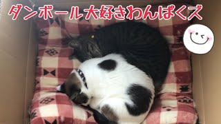 愛しきダンボール好きわんぱくズの癒し動画♪の巻【うちの子４にゃんず】