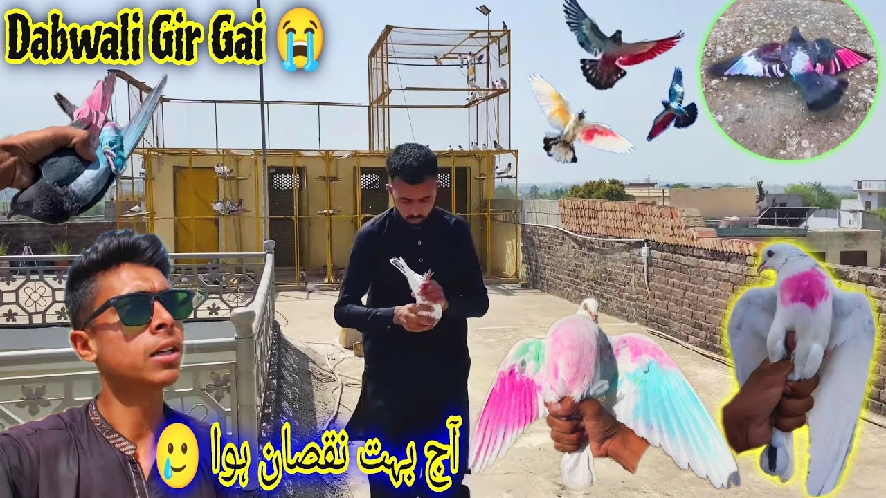 Aj Hmari Kabootar Bazi ka The End 😭