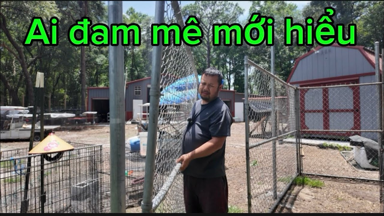 Mở rộng chuồng chạy cho gà con VIP