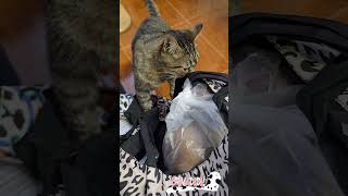 Cat Sniffs Bread Bravo Dada