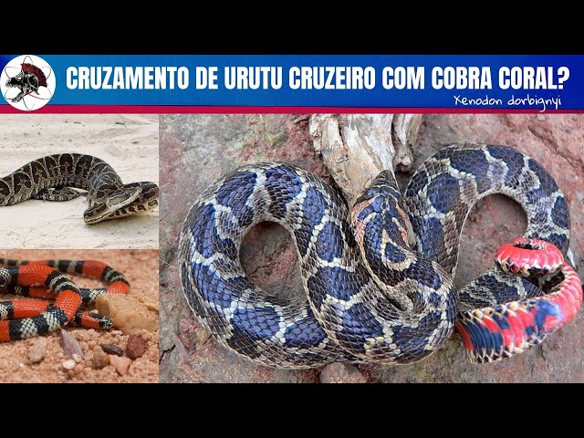 Cobra - Urutu - Disciplina - Ciências